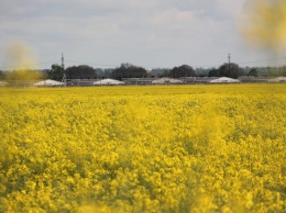 Желтые цветы и голубое небо: как выглядит яркое поле на окраине Никополя