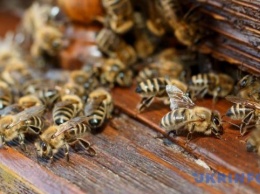 Аграрии Черниговщины через Facebook активно предупреждают пчеловодов о химобработке полей
