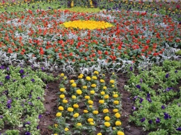 Запорожская аллея утопает в цветах - фото