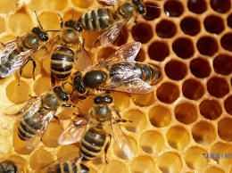 В Украине разработали систему защиты пасек от болезней и отравлений пчел