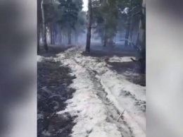 Из-за поджога в региональном ландшафтном парке на Кинбурской косе выгорела хвойная подстилка, - ВИДЕО