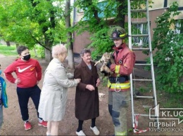 Криворожские пожарные спасли кота, который застрял на дереве