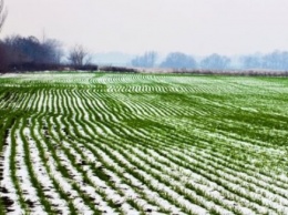 Заморозки повредили посевы ярового ячменя, гороха и свеклы в Украине