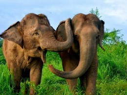 Из-за пандемии 100 слонов выпустили на свободу в Таиланде