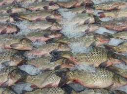 Украина за два месяца отправила на экспорт 127 тонн рыбы
