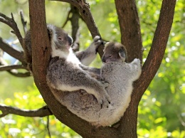 Пьют ли коалы воду?