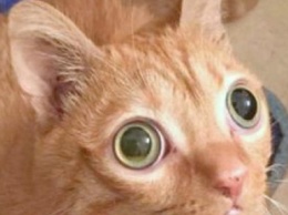 Гипнотический взгляд: Кот прославился на весь мир своими огромнейшими глазами