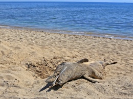 На пляже возле Рыбпорта обнаружили мертвого дельфина
