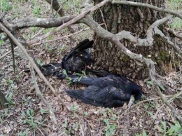 Десятки трупов птиц: зоозащитники рассказали о жутких последствиях обработки полей
