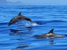 Азовское море оживает: в Запорожской области вовсю резвятся дельфины (ВИДЕО)