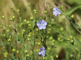 Крымские ученые привали защитить посевы льна от синей блошки