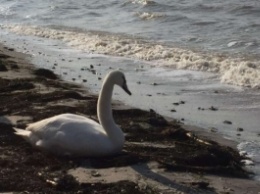 В Бердянске на пляже погибает лебедь: птица нуждается в помощи (ФОТО, ВИДЕО)