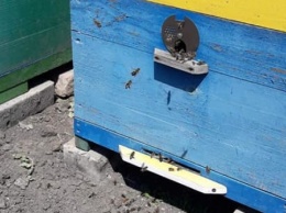 На Запорожье в двух селах массово гибнут пчелы