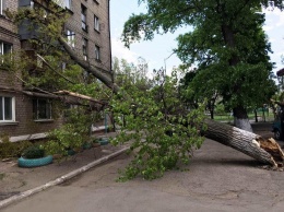 В Мариуполе штормовой ветер валил 12-метровые деревья на дома и тротуары, - ФОТО