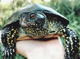 На Днепропетровщине в огне жуткой смертью погибли более 15 краснокнижных черепах
