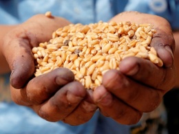 Зерновая корпорация увеличит количество элеваторов для зерна от фермеров