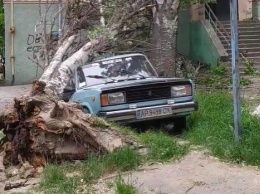 В Запорожье во дворе жилого дома старый тополь упал на автомобиль