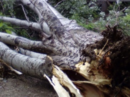 В Харькове деревья продолжают падать на людей