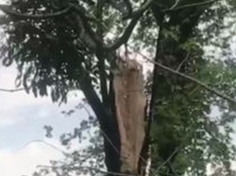 В Харькове дерево рухнуло на прохожих. ВИДЕО