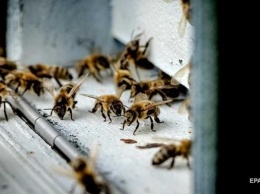 В Тернопольской области полиция открыла дело из-за пчел-убийц