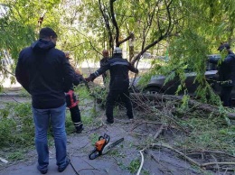 Сильный ветер в Мариуполе повалил деревья, обрывал провода и оставил жителей без света, -ФОТО