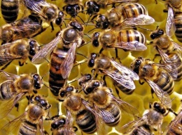 На Тернопольщине мужчину до смерти закусали пчелы