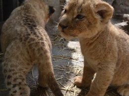 Во время карантина в Васильевском зоопарке родились львята