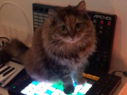 Находка: кошка посидела на MIDI-контроллере и записала эмбиент-альбом (АУДИО)