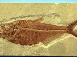 Ученые нашли останки доисторических гигантских анчоусов с клыками