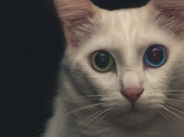 Названы четыре особенности кошачьего зрения