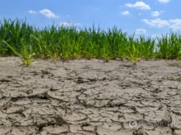Сильнейшая за 20 лет засуха в Украине привела к катастрофе с урожаем. Земля превратилась в пыль, а фермеры идут на самоубийства