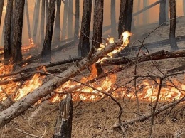 В Крыму до 19 мая ожидается высокая пожарная опасность