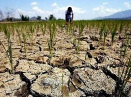 Фермеры получат компенсацию за потерю посевов из-за засухи: министр назвал сумму