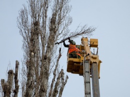 Высотой с многоэтажку: в Днепре коммунальщики спиливают аварийные деревья