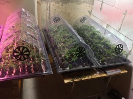 В подвале дома нашли плантацию марихуаны, оборудованную по последнему слову агротехники