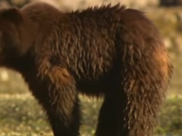 Сеть хохочет над любопытным медведем, который быстро пожалел, что напал на скунса (видео)