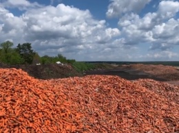 Результат карантина? Под Киевом фермер "послал всех" и уничтожил тонны морковки. ФОТО, ВИДЕО