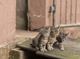 Кошки способны заражать друг друга коронавирусом
