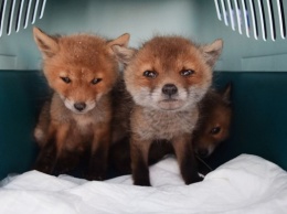 Спасите лисичек: центру реабилитации диких животных нужна помощь