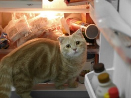 Пойман с поличным: Сеть смеется над котом, застуканным за кражей из холодильника. Фото
