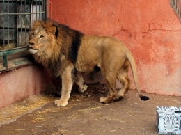 Одесский зоопарк собирается приобретать молодого льва