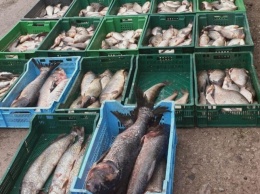 Полицейские Кривого Рога изъяли у торговцев стихийного рынка около тонны рыбы