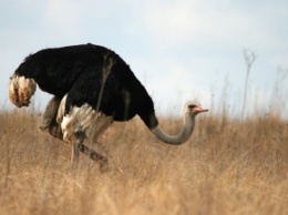 На Житомирщине страус гонялся за велосипедистом. Видео