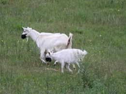 В Днепре на стадо коз надели защитные маски