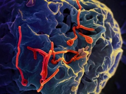 Новая вакцина против вируса Эболы прошла успешные испытания