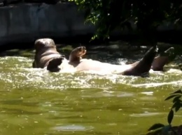 Рикки-пловчиха: Николаевский зоопарк показал, как развлекается в воде бегемотиха (ВИДЕО)