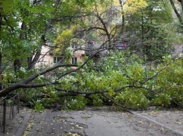 В Харькове от сильного ветра упало более десятка деревьев