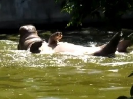 В Николаевском зоопарке живет бегемотиха, которая плавает и спит на спине