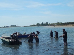 В Скадовске рыбаки и спасатели помогли двум дельфинам выбраться из ловушки. Фото