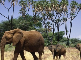 Загадочная гибель гигантов: в Ботсване массово вымирают слоны